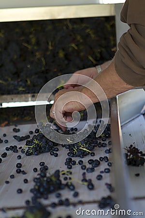 Grape Sorting Stock Photo