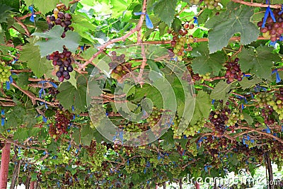 The grape varieties black opal Stock Photo