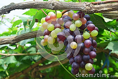 The grape varieties black opal Stock Photo