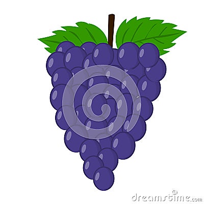 Grape vector.Fresh grape illustration. Vector Illustration