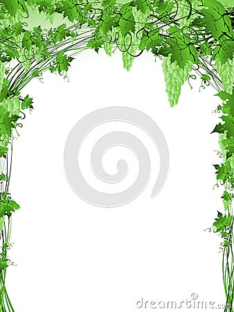 Grape vine Vector Illustration