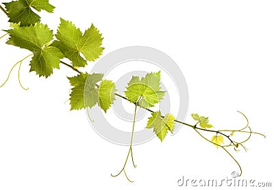 Grape vine Stock Photo