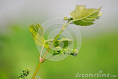 Grape vine in bloom Stock Photo