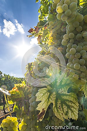 Grape vine with bright grapes and berries in backlight with sun star, blue sky and small clouds Stock Photo