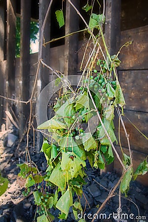 Grape Vine Stock Photo