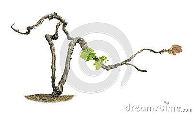 Grape vine isolated on white Stock Photo