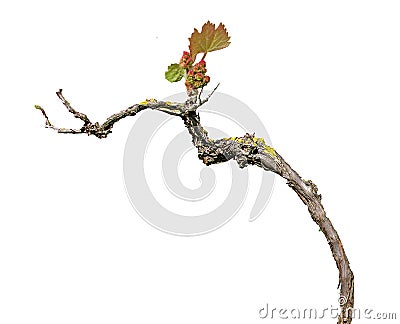 Grape vine isolated on white Stock Photo