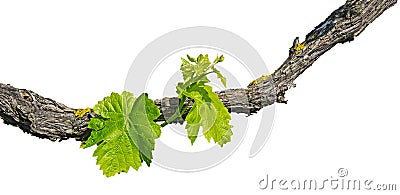 Grape vine isolated on white Stock Photo