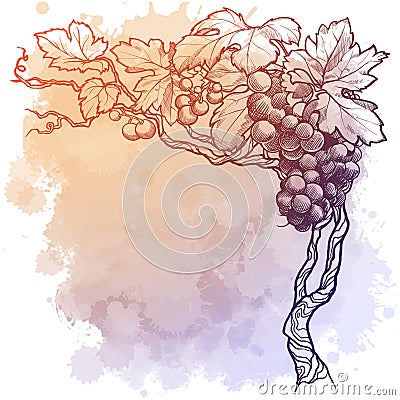 Grape vine. linear drawing isolated on watercolor textured background. Blank Template Vector Illustration