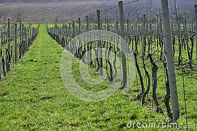 Grape vine lines in vinery in the begining of spring, Moravia. Stock Photo