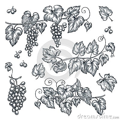 Grape vine sketch vector illustration. Hand drawn isolated design elements Vector Illustration