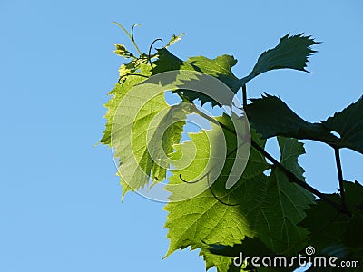 Grape vine stretches to the sky Stock Photo