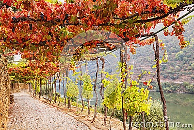 Grape vine tunnel Stock Photo