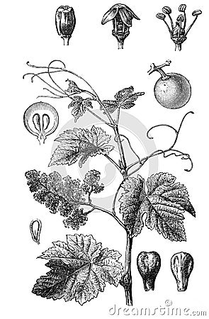 Grape vine Vitis vinifera old Antique illustration from Brockhaus Konversations-Lexikon 1908 Cartoon Illustration