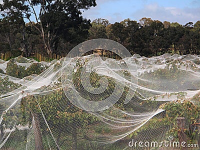 Grape Vines Covered with Bird Netting Stock Photo