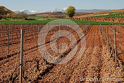 Grape Vines and Snow Capped Mountains Stock Photo