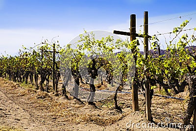 Grape Vines, Vineyard, Baja, Mexico Stock Photo