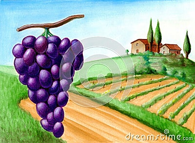 Grape and vineyard Cartoon Illustration