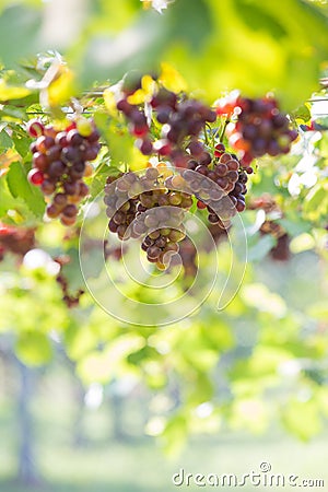 Grape,vineyard Stock Photo