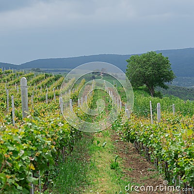 Grape vineyard in Transylvania, Romania Stock Photo