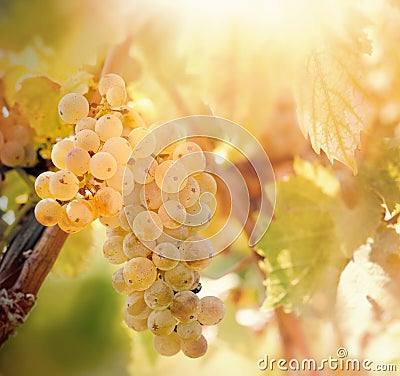 Grape, white grape - grape Riesling wine grape on grapevine in vineyard Stock Photo