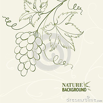 Grape wine card. Vector Illustration