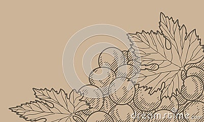 Vintage bunch of grapes. Vector Illustration