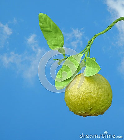 Grapefruit on branch Stock Photo