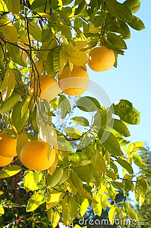 Grapefruit Growing Organic in Southern California Back Yard in Winter Time with Sunny Day, Blue Sky Background with room or space Stock Photo