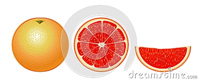 Grapefruit isolated (complex) Vector Illustration