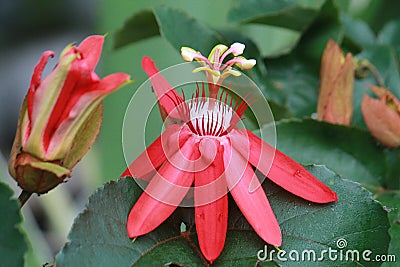 grapeleaf passionflower (Passiflora vitifolia) blooms and buds Stock Photo