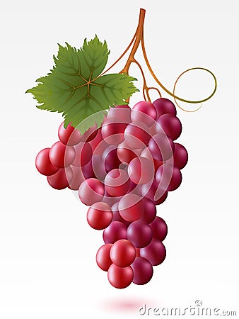 Grapes Vector Illustration