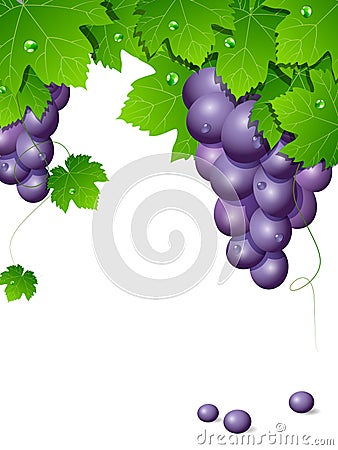 Grapes Vector Illustration