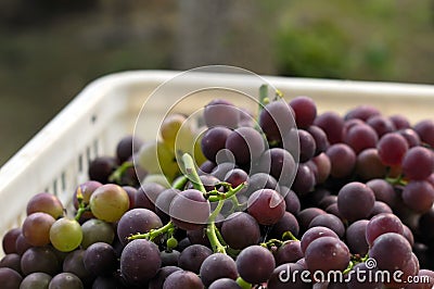 Grapes Stock Photo