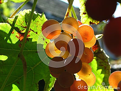 Grapes Stock Photo