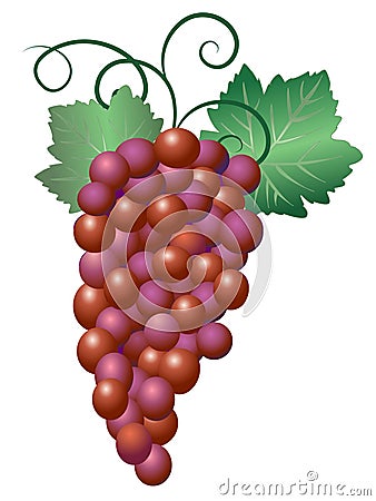 Grapes Vector Illustration