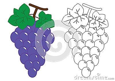 Grapes. Activity for preschool children. Coloring book. Vector Illustration