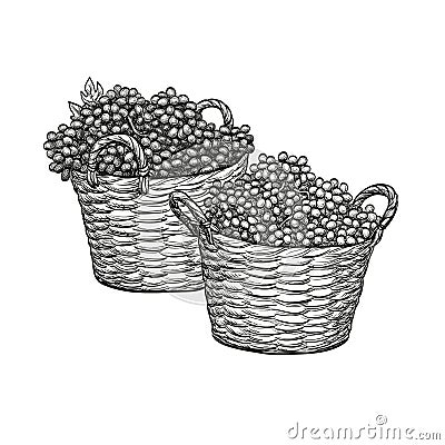 Grapes in baskets. Vector Illustration