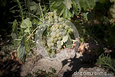 Grapes before being harvested Stock Photo