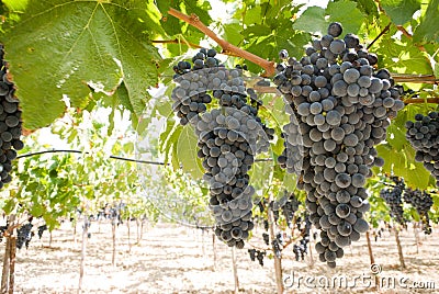 Grapes of black vine Stock Photo