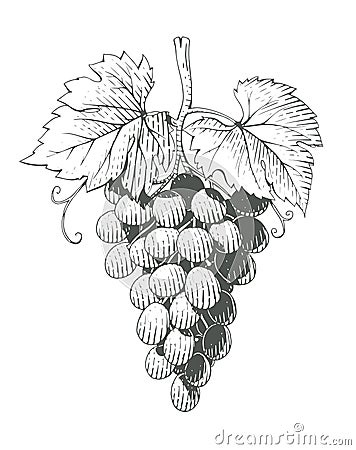 Grapes. Bunch of Berrys in engraving style. Vector Illustration