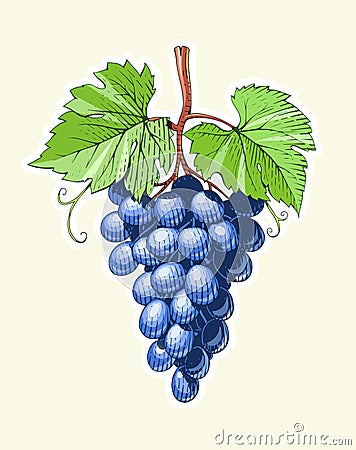 Grapes. Bunch of Berrys in engraving style. Vector Illustration