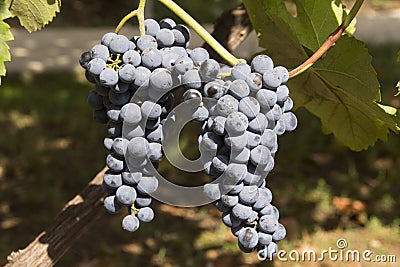 Grapes, bunch, dark berry on a branch, close-up shot Stock Photo