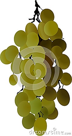 Grapes bunch juicy fruit Vector Illustration