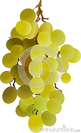 Grapes bunch juicy fruit Vector Illustration