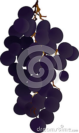 Grapes bunch juicy fruit Vector Illustration