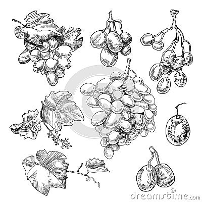 Grapes bunch sketch Vector Illustration