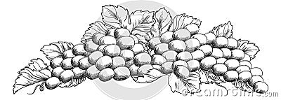 Grapes Bunch Vine And Leaves Woodcut Etching Style Vector Illustration