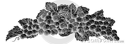 Grapes Bunch Vine And Leaves Woodcut Etching Style Vector Illustration