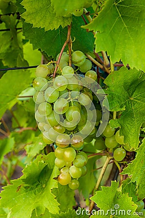 Grapes Stock Photo